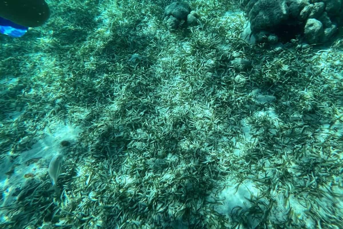 圣佩德罗 白沙湾旅馆酒店 外观 照片
